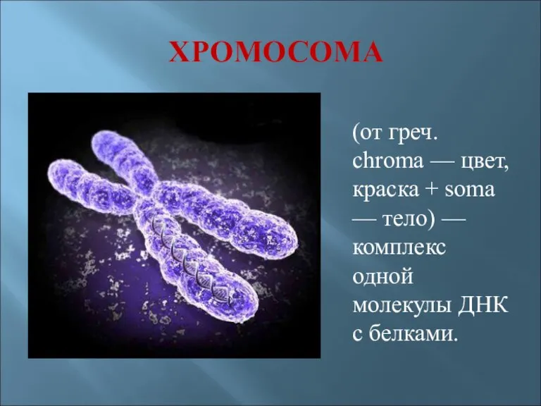 ХРОМОСОМА (от греч. chroma — цвет, краска + soma — тело) —