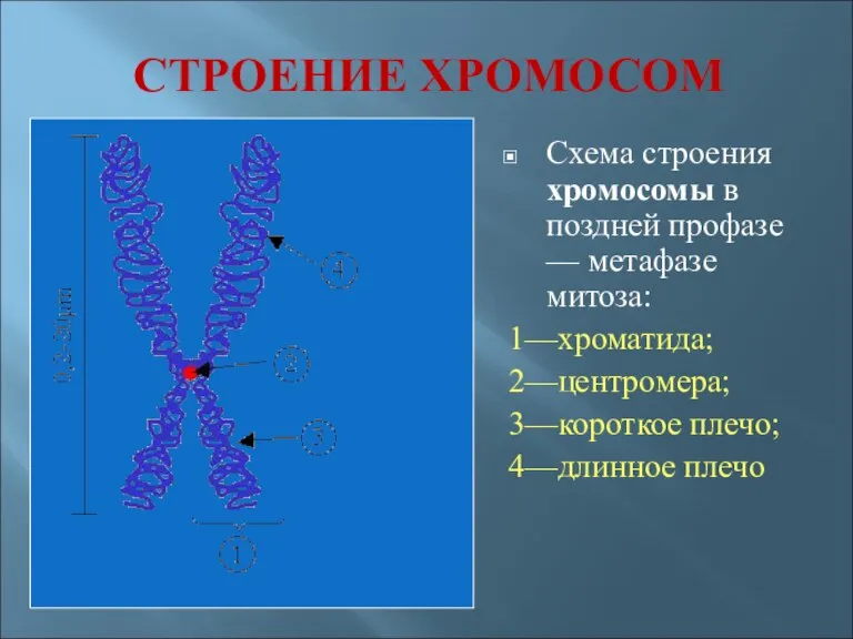 СТРОЕНИЕ ХРОМОСОМ Схема строения хромосомы в поздней профазе — метафазе митоза: 1—хроматида;