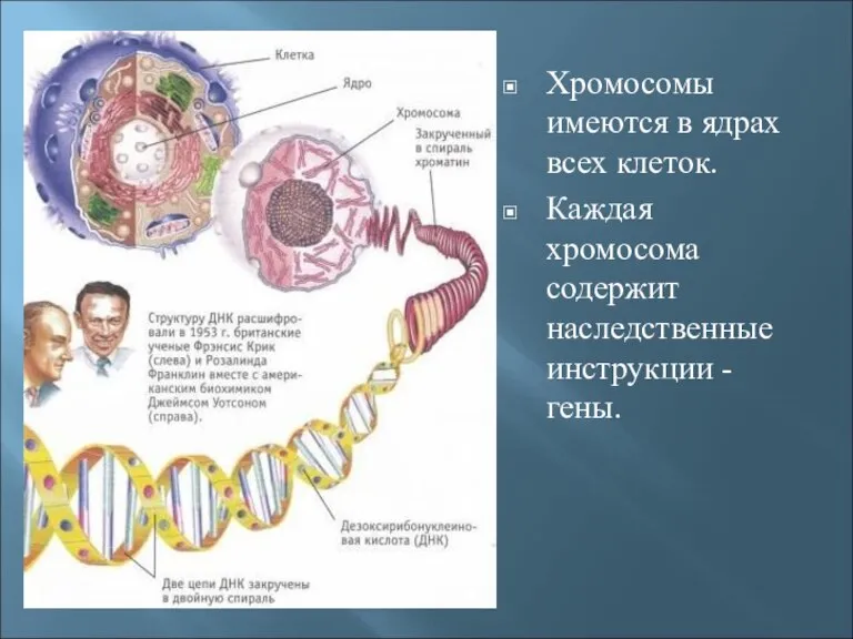 Хромосомы имеются в ядрах всех клеток. Каждая хромосома содержит наследственные инструкции - гены.