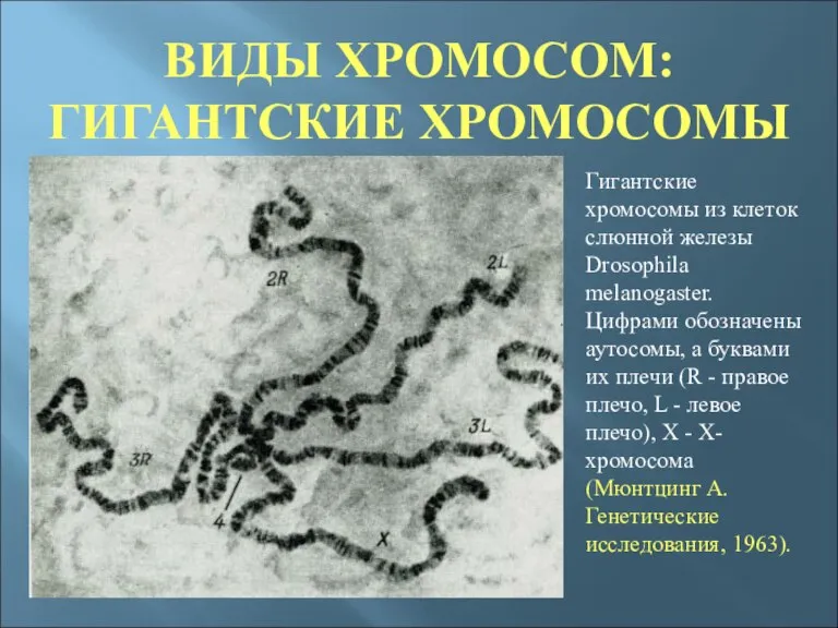 ВИДЫ ХРОМОСОМ: ГИГАНТСКИЕ ХРОМОСОМЫ Гигантские хромосомы из клеток слюнной железы Drosophila melanogaster.