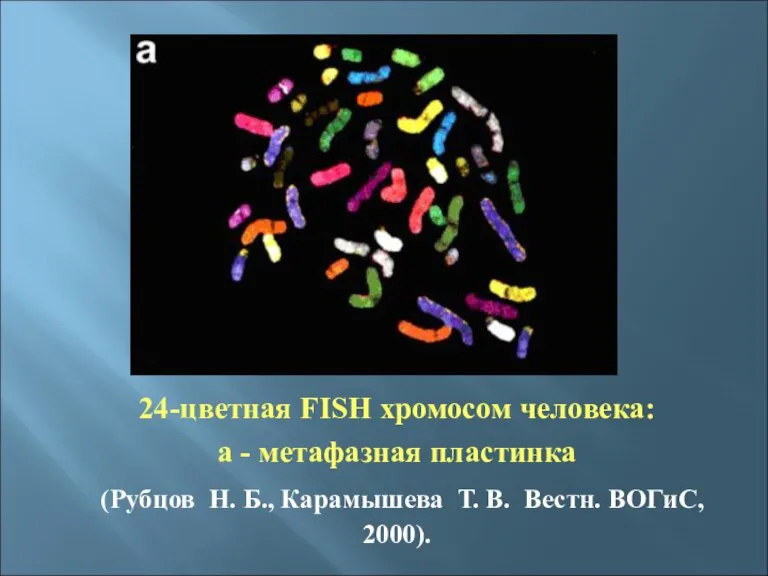 24-цветная FISH хромосом человека: a - метафазная пластинка (Рубцов Н. Б., Карамышева