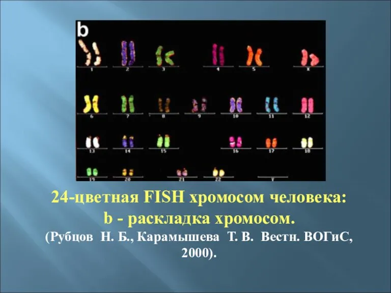 24-цветная FISH хромосом человека: b - pаскладка хромосом. (Рубцов Н. Б., Карамышева
