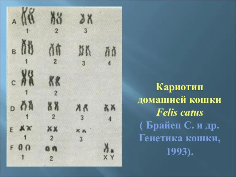 Кариотип домашней кошки Felis catus ( Брайен С. и др. Генетика кошки, 1993).