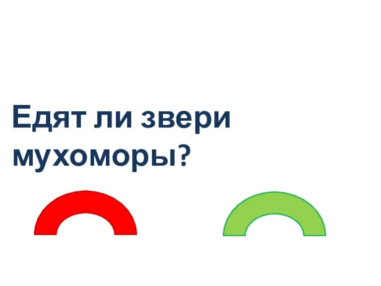 Едят ли звери мухоморы?