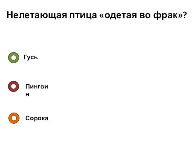 Нелетающая птица «одетая во фрак»? Гусь Пингвин Сорока