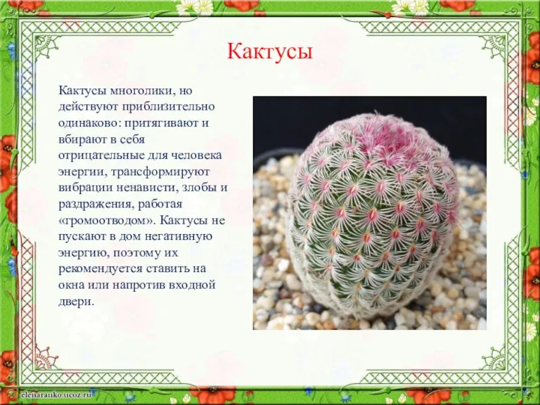 Кактусы многолики, но действуют приблизительно одинаково: притягивают и вбирают в себя отрицательные