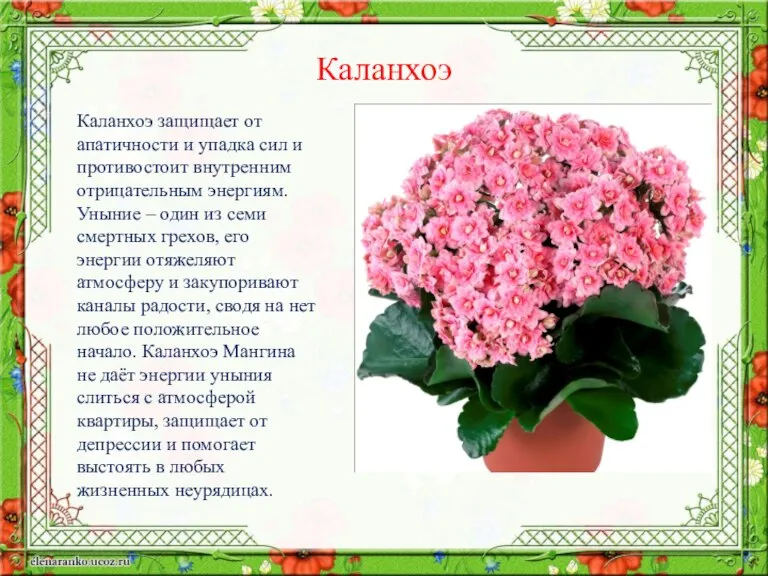 Каланхоэ защищает от апатичности и упадка сил и противостоит внутренним отрицательным энергиям.