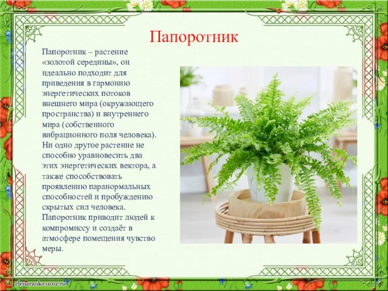 Папоротник Папоротник – растение «золотой середины», он идеально подходит для приведения в