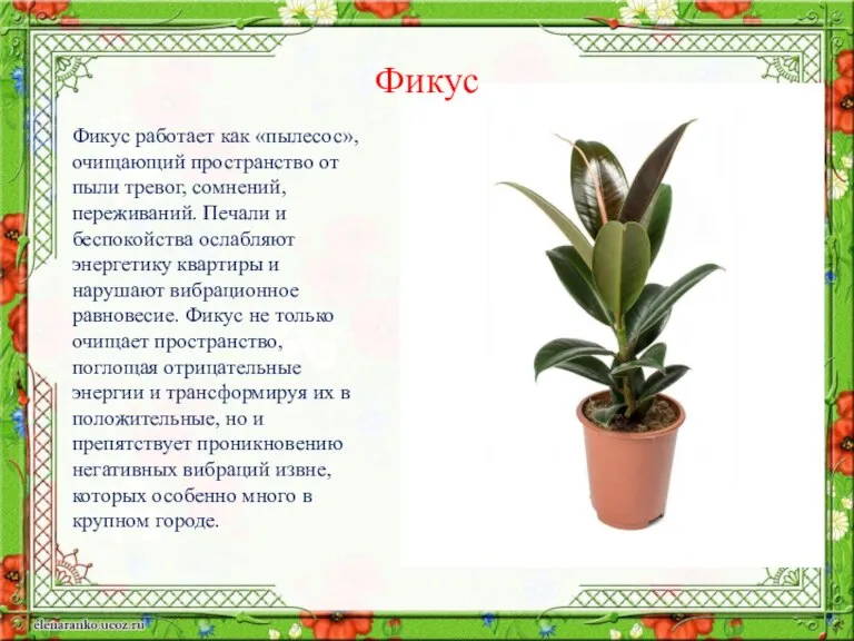 Фикус работает как «пылесос», очищающий пространство от пыли тревог, сомнений, переживаний. Печали