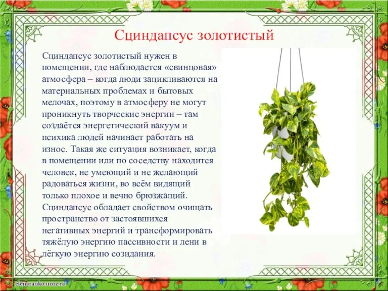 Сциндапсус золотистый нужен в помещении, где наблюдается «свинцовая» атмосфера – когда люди