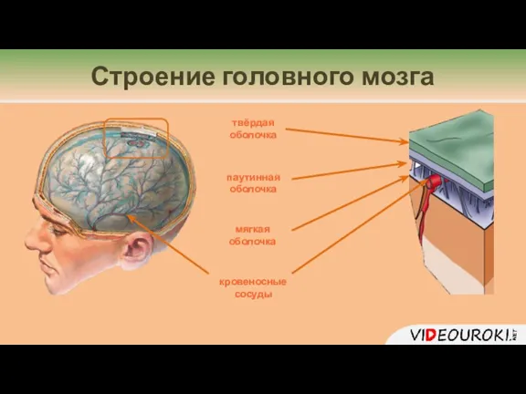 Строение головного мозга твёрдая оболочка паутинная оболочка мягкая оболочка кровеносные сосуды
