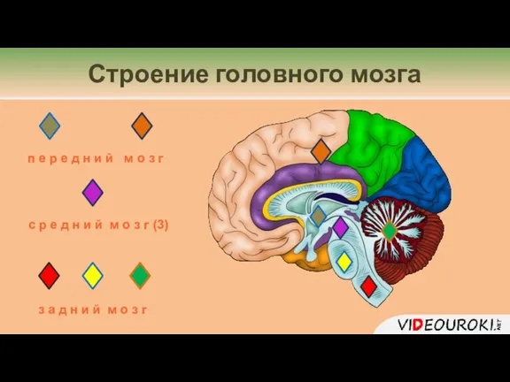 Строение головного мозга з а д н и й м о з