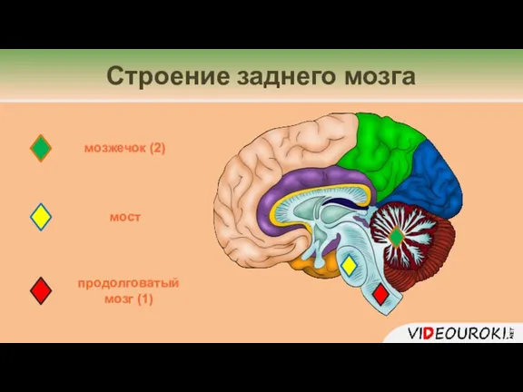 Строение заднего мозга продолговатый мозг (1) мост мозжечок (2)