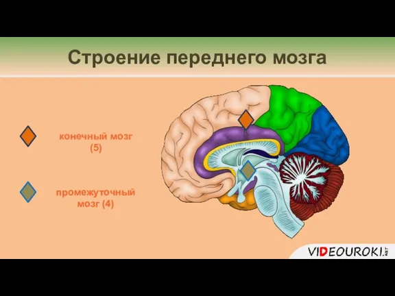 Строение переднего мозга промежуточный мозг (4) конечный мозг (5)