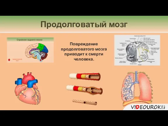 Повреждение продолговатого мозга приводит к смерти человека. Продолговатый мозг