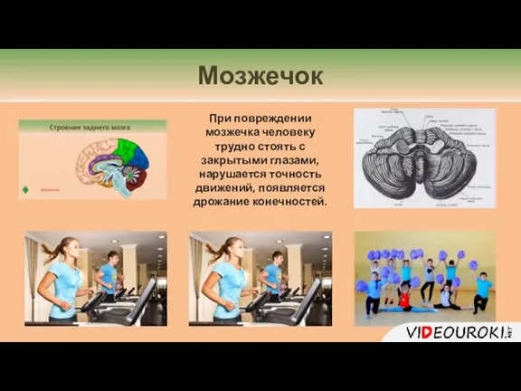 При повреждении мозжечка человеку трудно стоять с закрытыми глазами, нарушается точность движений, появляется дрожание конечностей. Мозжечок