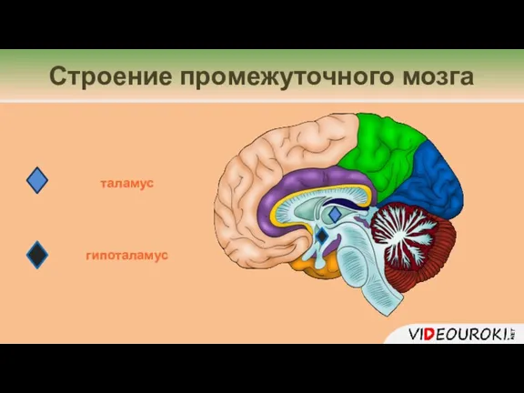 Строение промежуточного мозга гипоталамус таламус