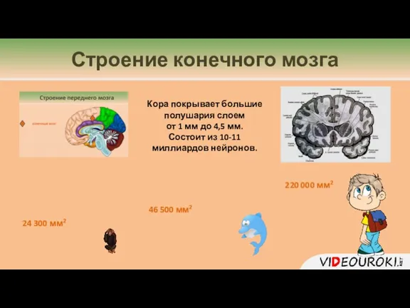 Кора большого мозга (плащ)[4] cortex cerebri (pllium). В состав больших полушарий (hemisperium