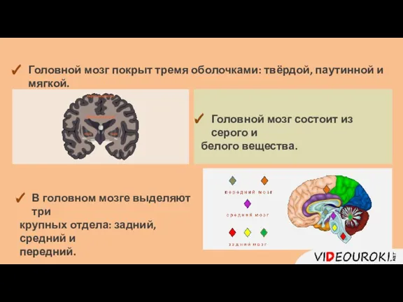 Головной мозг покрыт тремя оболочками: твёрдой, паутинной и мягкой. Головной мозг состоит