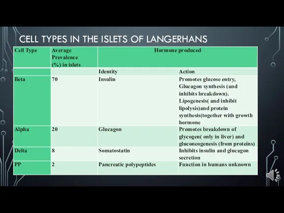 CELL TYPES IN THE ISLETS OF LANGERHANS