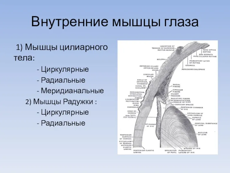 Внутренние мышцы глаза 1) Мышцы цилиарного тела: - Циркулярные - Радиальные -