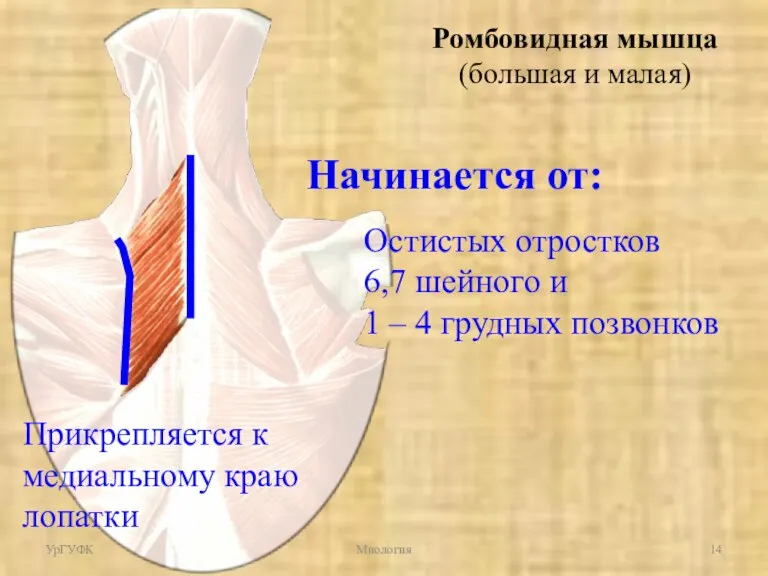 Ромбовидная мышца (большая и малая) Начинается от: Остистых отростков 6,7 шейного и