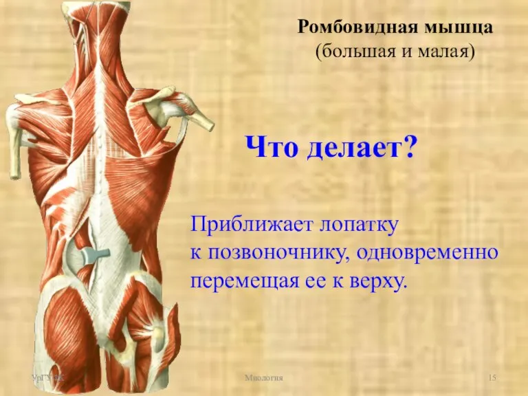 Что делает? Приближает лопатку к позвоночнику, одновременно перемещая ее к верху. Ромбовидная