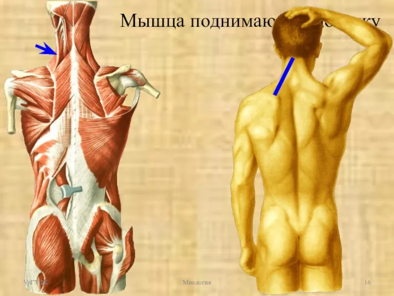 Мышца поднимающая лопатку УрГУФК Миология