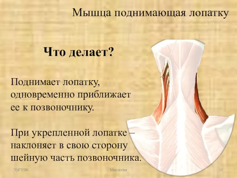 Что делает? Поднимает лопатку, одновременно приближает ее к позвоночнику. При укрепленной лопатке