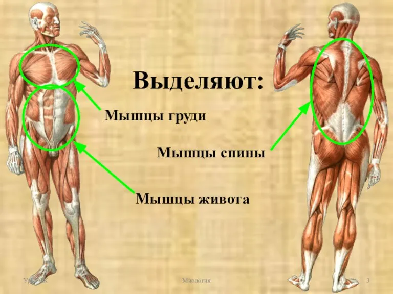 Мышцы туловища Выделяют: Мышцы груди Мышцы спины Мышцы живота УрГУФК Миология