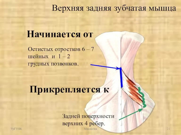 Начинается от Остистых отростков 6 – 7 шейных и 1 – 2