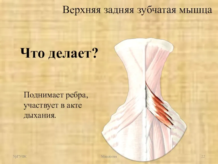 Что делает? Поднимает ребра, участвует в акте дыхания. УрГУФК Миология Верхняя задняя зубчатая мышца