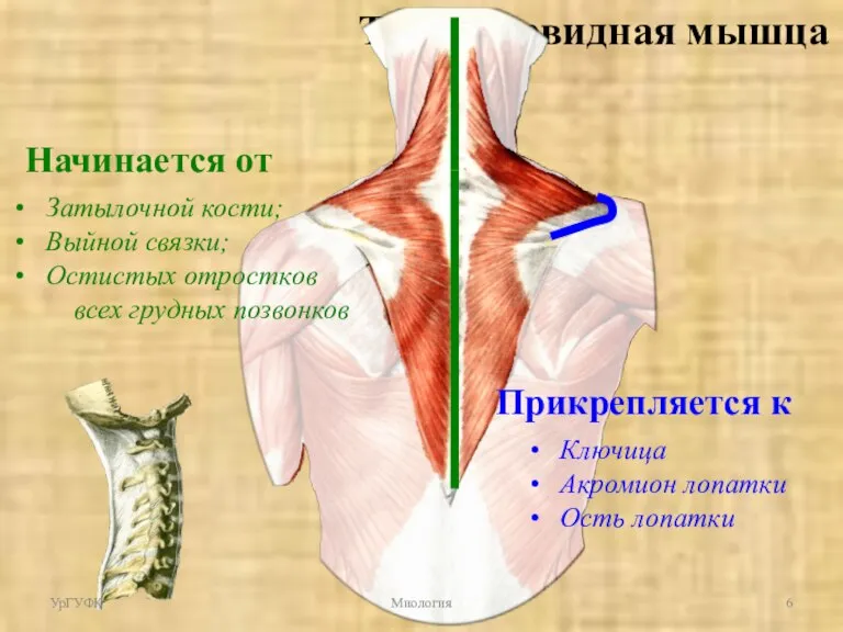 Трапециевидная мышца Начинается от Затылочной кости; Выйной связки; Остистых отростков всех грудных