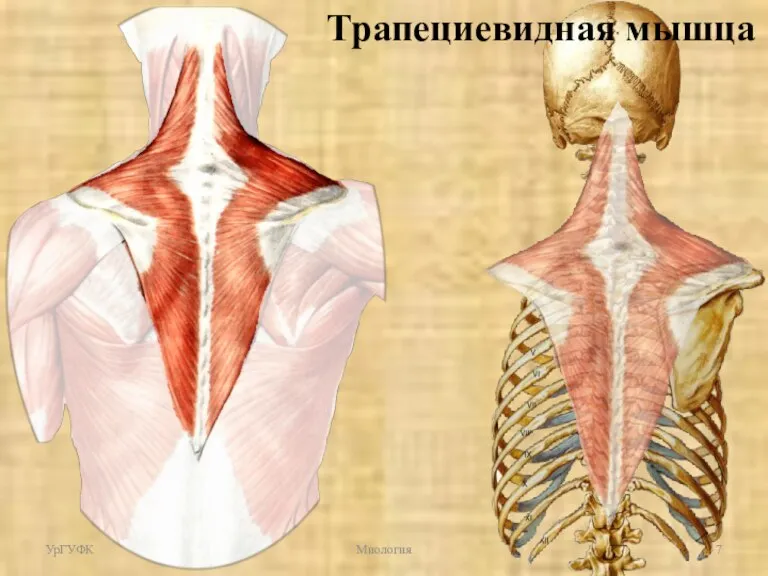 УрГУФК Миология Трапециевидная мышца