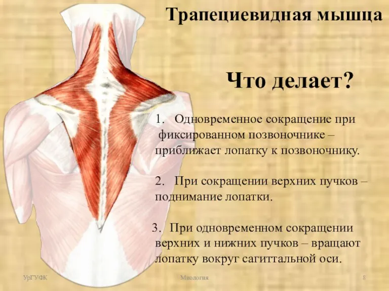 Что делает? 1. Одновременное сокращение при фиксированном позвоночнике – приближает лопатку к