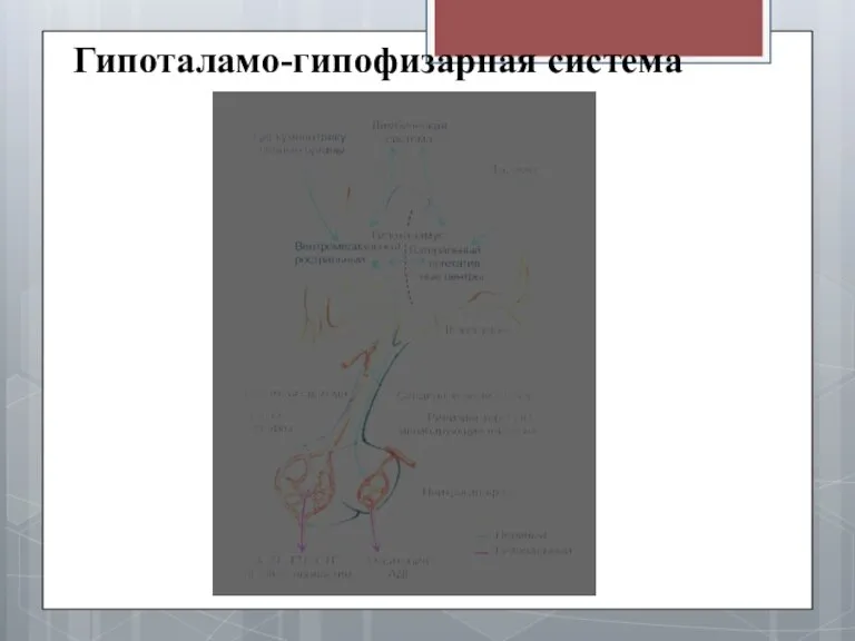 Гипоталамо-гипофизарная система