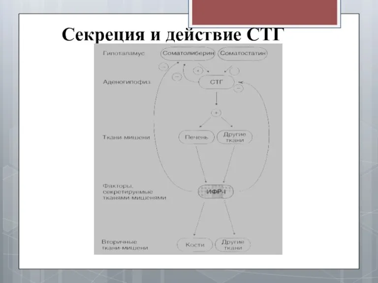 Секреция и действие СТГ