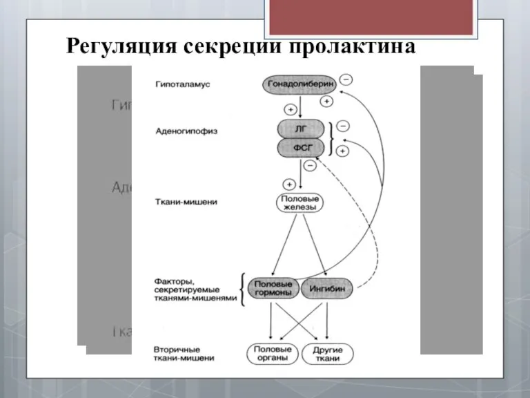 Регуляция секреции пролактина