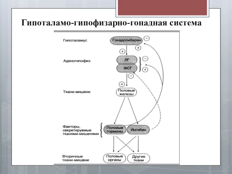 Гипоталамо-гипофизарно-гонадная система