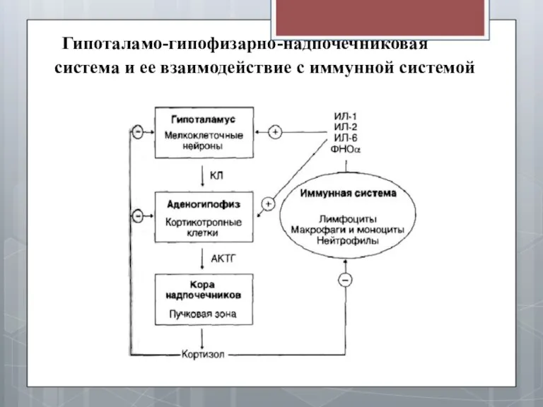 Гипоталамо-гипофизарно-надпочечниковая система и ее взаимодействие с иммунной системой