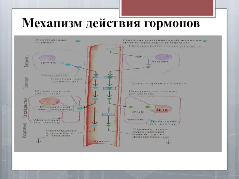 Механизм действия гормонов