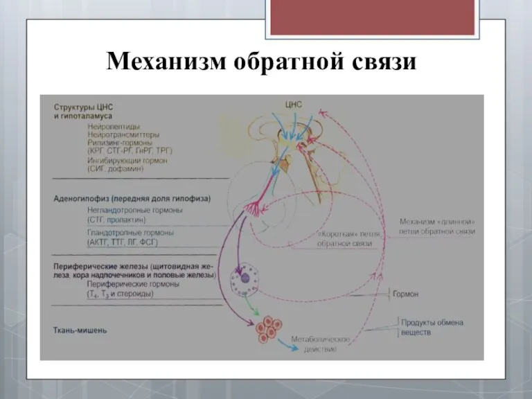 Механизм обратной связи