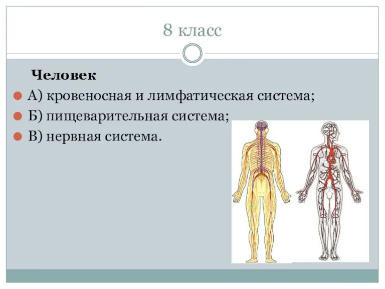 8 класс Человек А) кровеносная и лимфатическая система; Б) пищеварительная система; В) нервная система.