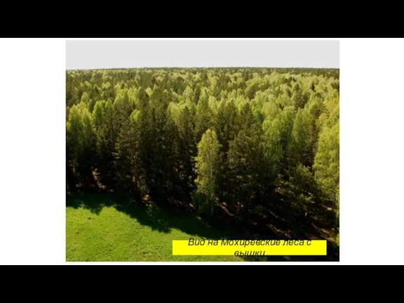 Вид на Мохиревские леса с вышки