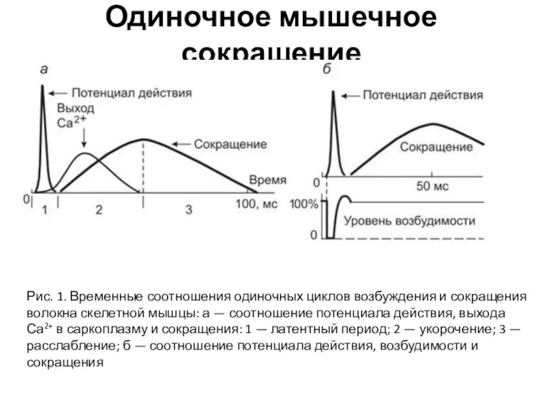 Одиночное мышечное сокращение Рис. 1. Временные соотношения одиночных циклов возбуждения и сокращения