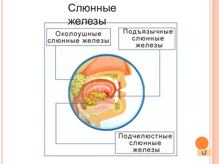 Слюнные железы