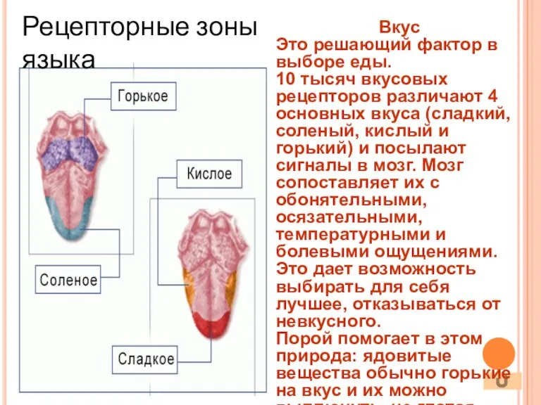 Рецепторные зоны языка Вкус Это решающий фактор в выборе еды. 10 тысяч