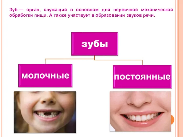 Зуб — орган, служащий в основном для первичной механической обработки пищи. А