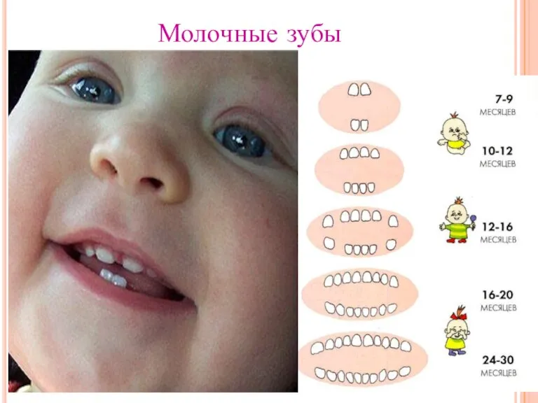 Молочные зубы