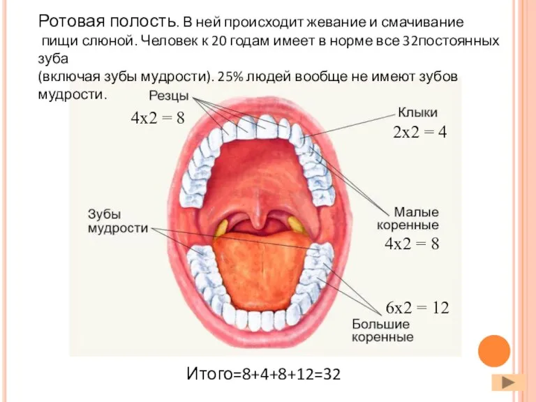 Итого=8+4+8+12=32 Ротовая полость. В ней происходит жевание и смачивание пищи слюной. Человек